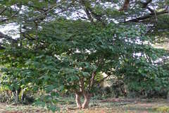 Syzygium samarangense